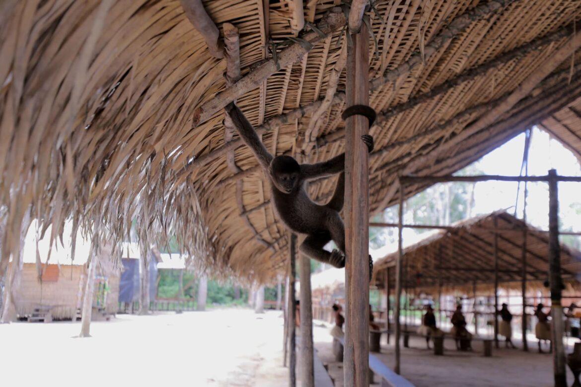 Nunca toque, observe: Amazonastur ressalta importância de proteção aos animais no turismo