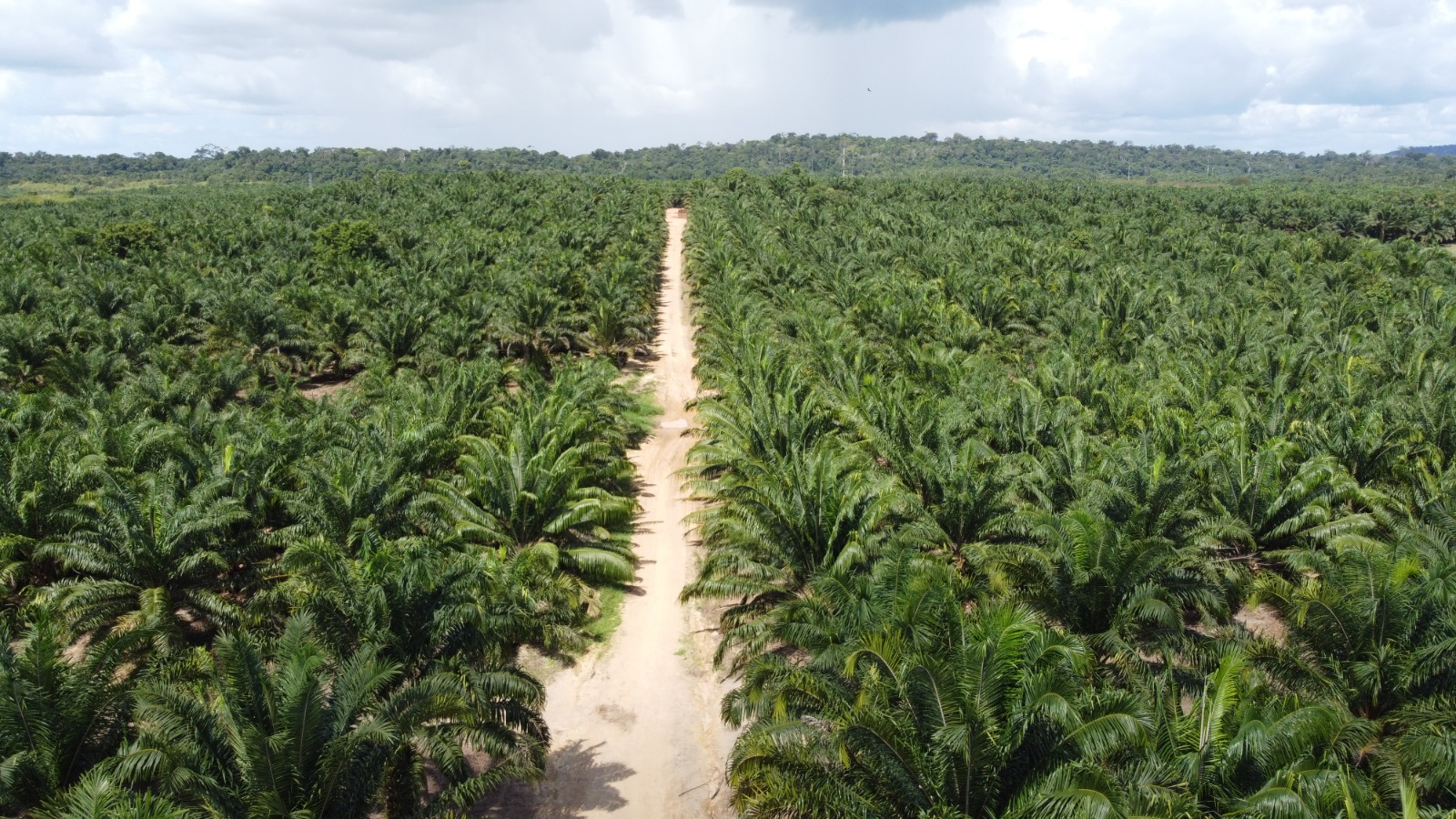 Brasil perde 15% de florestas naturais em quase 40 anos, diz MapBiomas