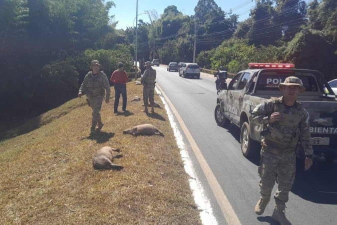 Motorista confessa à polícia que atropelou e matou nove capivaras