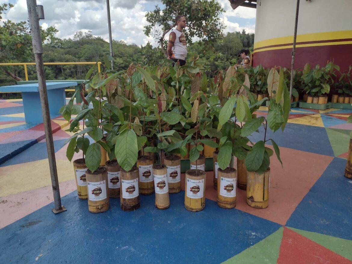 Distribuição de mudas de Cupuaçu promove cuidado ambiental e desenvolvimento sustentável em Presidente Figueiredo