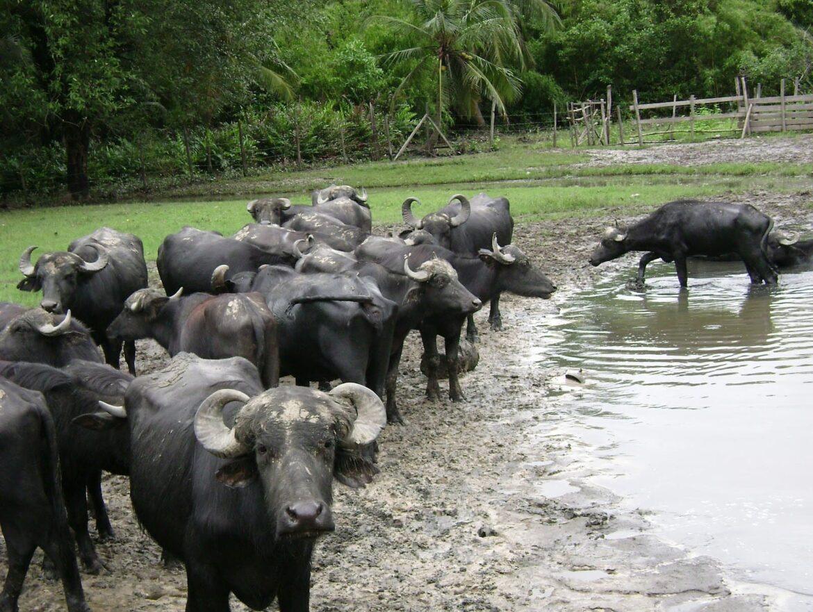 Governo do Amazonas apoia Associação dos Criadores de Búfalos em Feira Agropecuária Nilton Lins