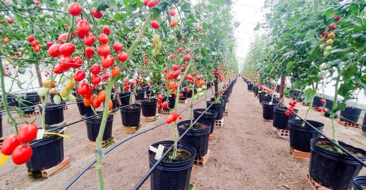Pesquisa aplica sistema tecnológico no cultivo de hortaliças e tomates, no Amazonas