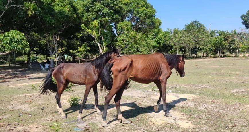 PC-AM deflagra operação policial e resgata seis cavalos em situação de maus tratos em Rio Preto da Eva