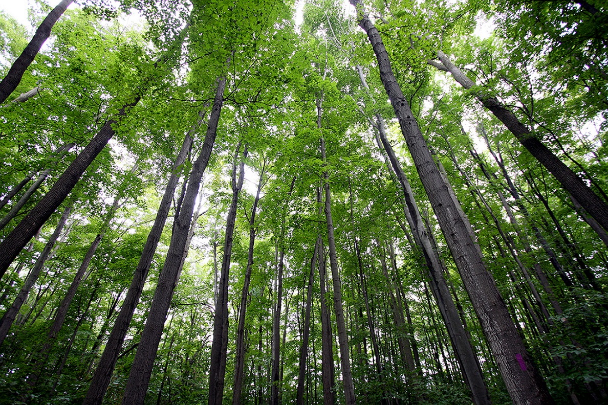 Brasil perde 15% de florestas naturais em quase 40 anos, diz MapBiomas