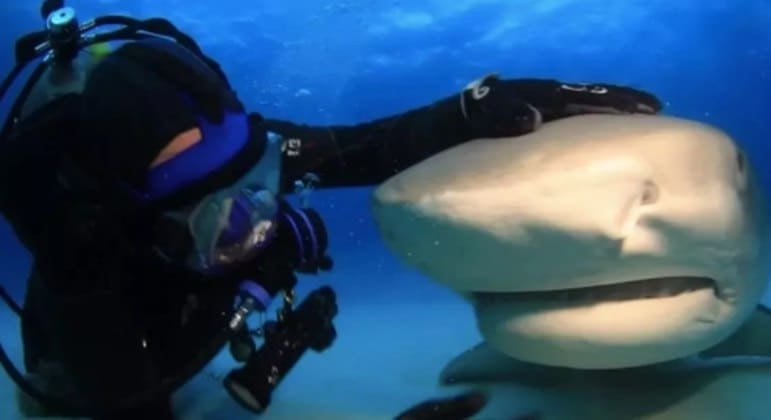 Vídeo: 'Meu melhor amigo é um tubarão de 4 m. Ele me devoraria, mas é muito amoroso', diz mergulhador