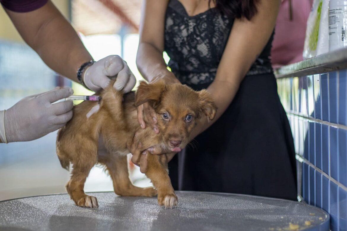 Serviços para os pets serão ofertados na 3ª edição da Câmara Cidadã