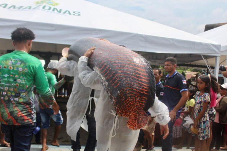Manejo do pirarucu do Vale do Javari é destaque do Festival de Pesca de Atalaia do Norte