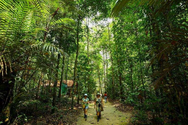 Dia da Árvore: Amazonastur destaca roteiro para conhecer a imponência da floresta