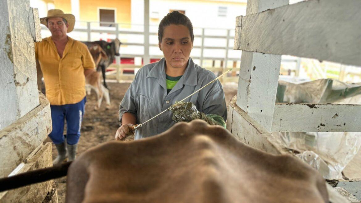 Careiro da Várzea: 70 bovinos são inseminados artificialmente