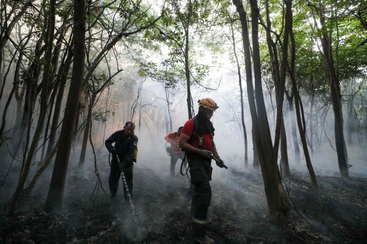 Governo do Amazonas atua desde o início do ano combatendo queimadas e desmatamento ilegais