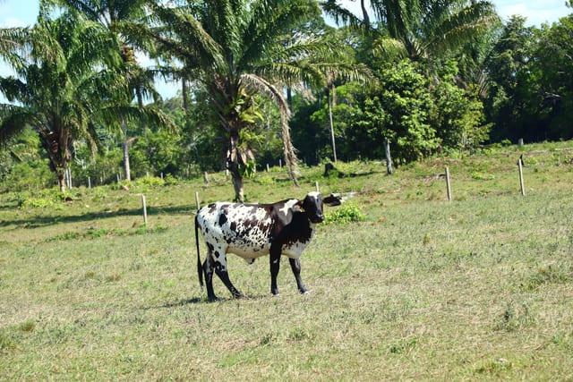 Idam orienta pecuaristas sobre melhores práticas para diminuir perdas na produção de leite e corte