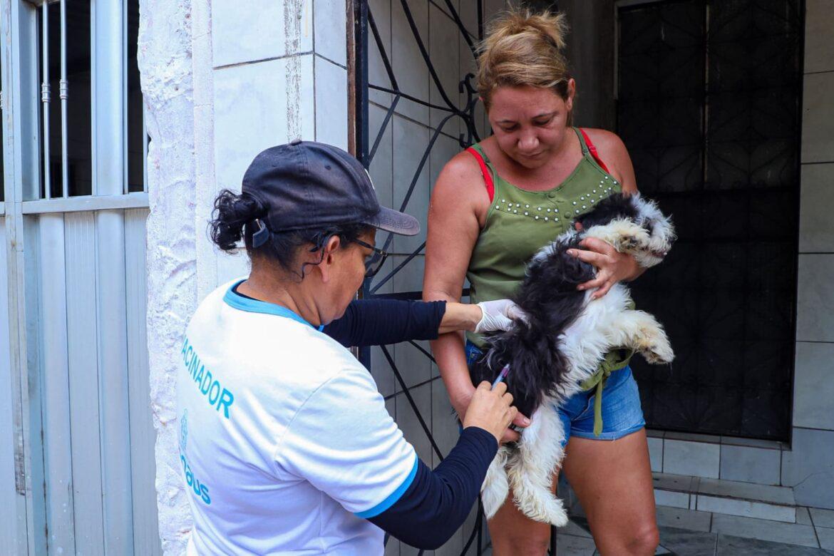 Campanha da prefeitura leva vacinação antirrábica animal a 20 bairros de Manaus