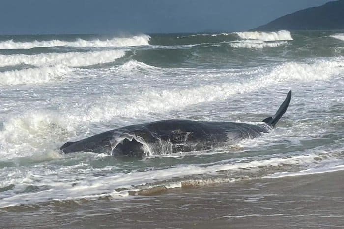 Vídeo: baleia cachalote encalha em praia de Florianópolis