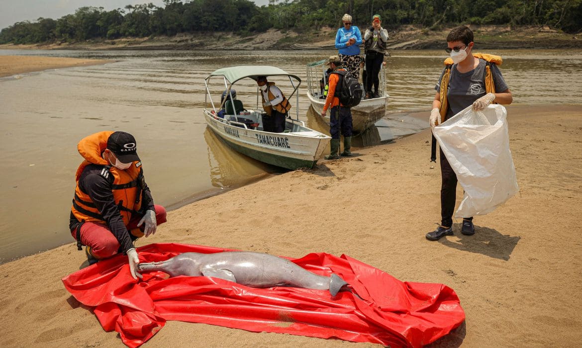 AM: análises sobre mortes de botos devem sair em até uma semana