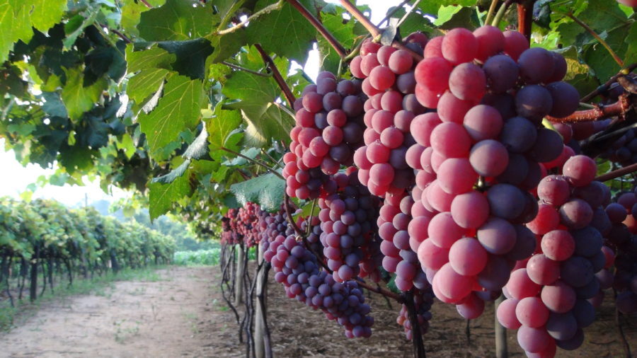 Uva em Jundiaí (SP) tem registro de Indicação Geográfica