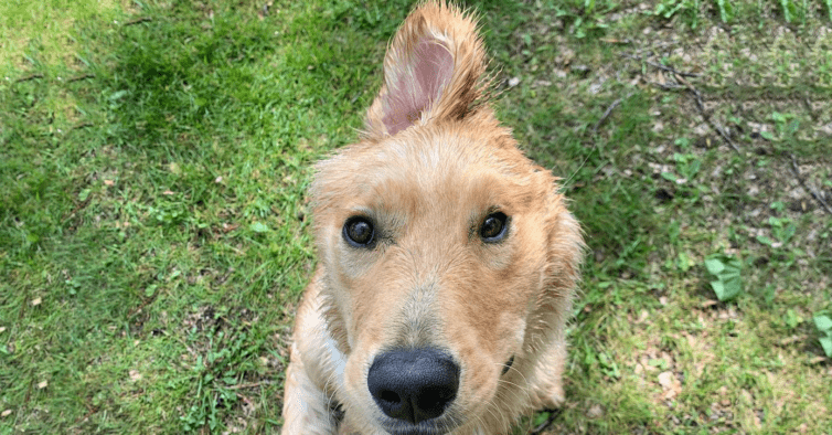 Cachorra com uma orelha só faz sucesso na web