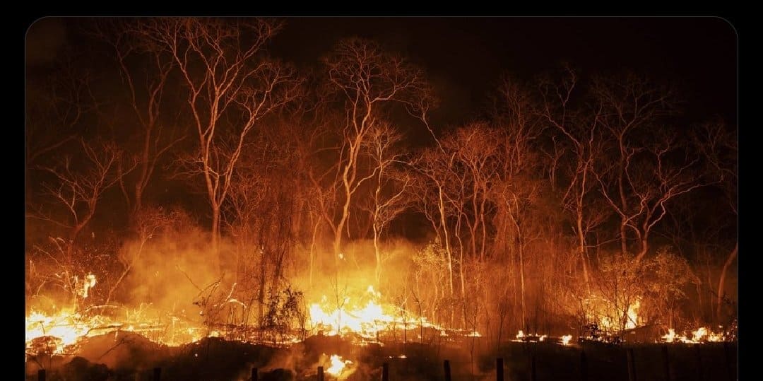 Pantanal tem mais de 3 mil incêndios em novembro; recorde histórico