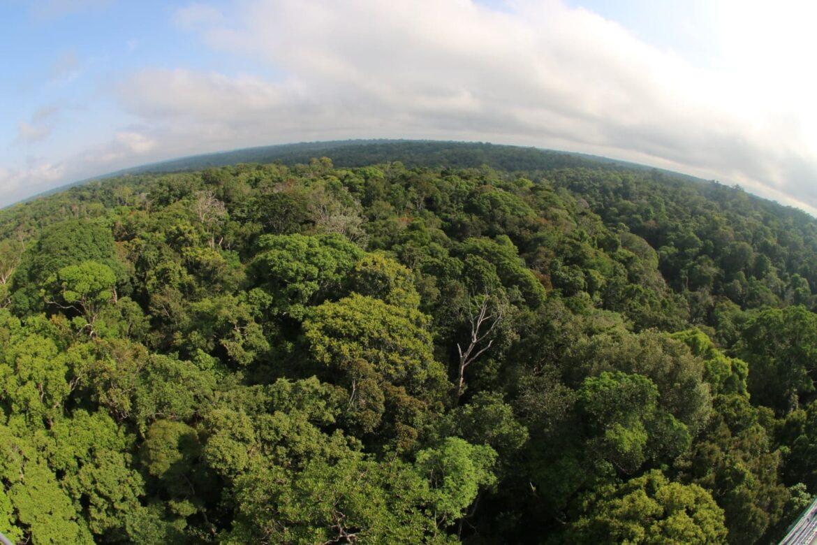 Amazonas registra queda de 40% no desmatamento em 2023, aponta Inpe