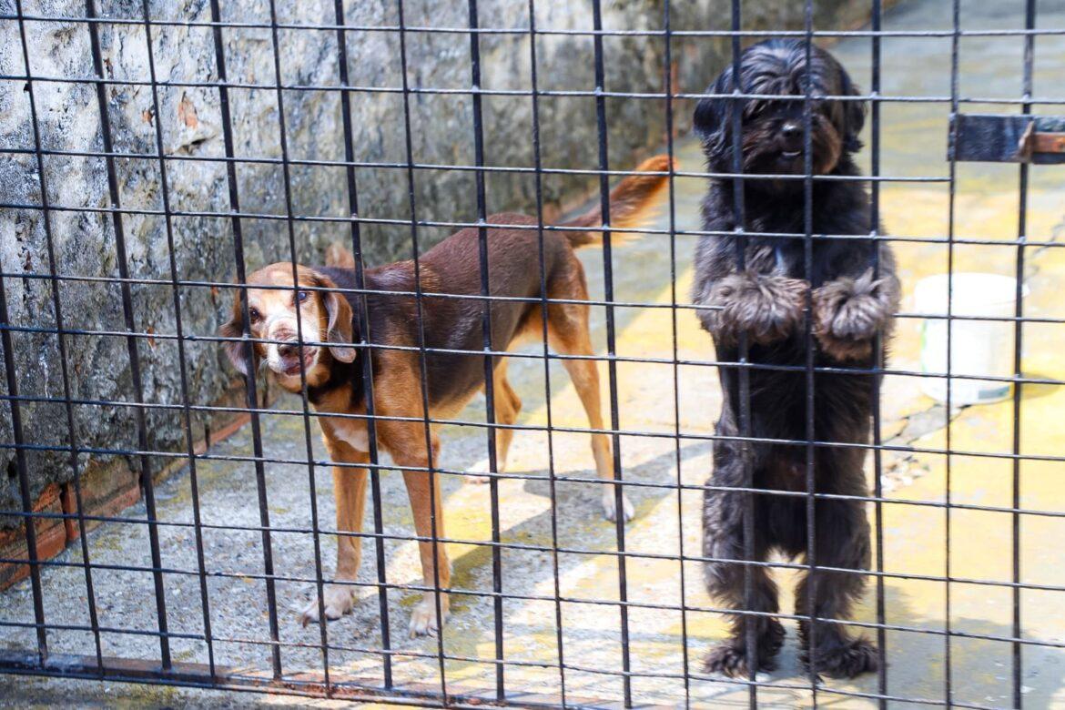 Campanha de vacinação antirrábica animal continua na zona urbana da capital