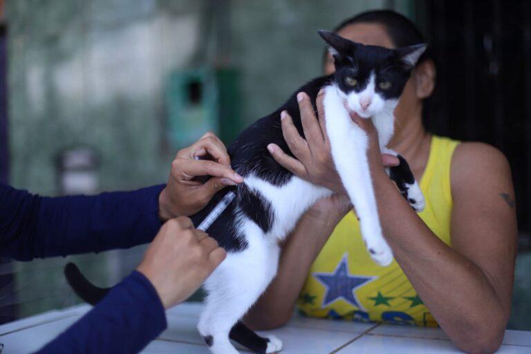 Prefeitura orienta tutores a vacinar cães e gatos em 37 pontos fixos da campanha antirrábica