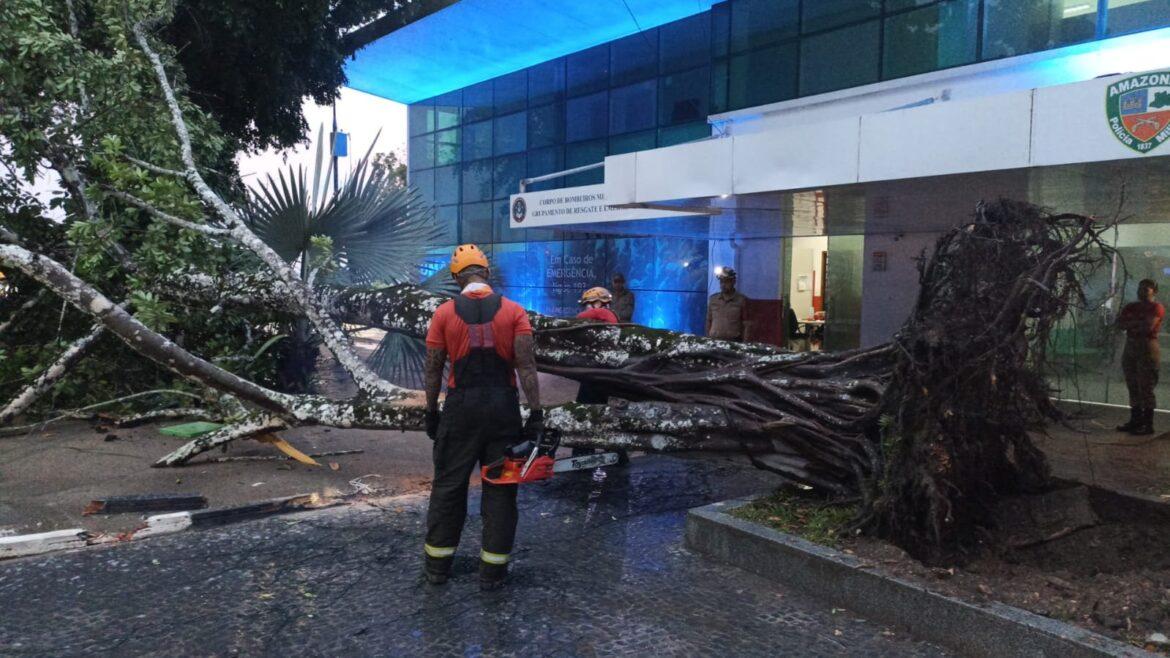 Chuva provoca queda de árvore em frente à sede da Ponta Negra