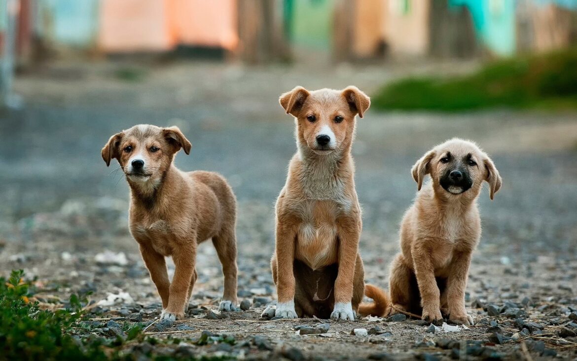 Elanco lança aplicativo para incentivar a adoção de cães