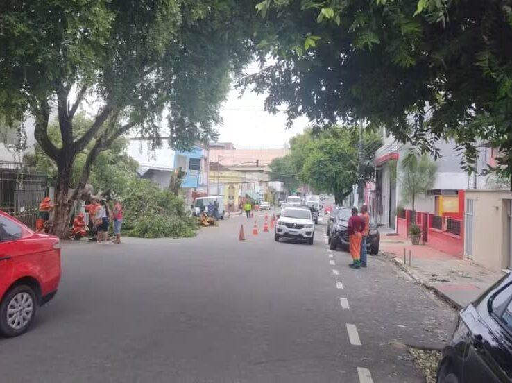 Mais uma árvore cai devido a forte chuva no Centro de Manaus
