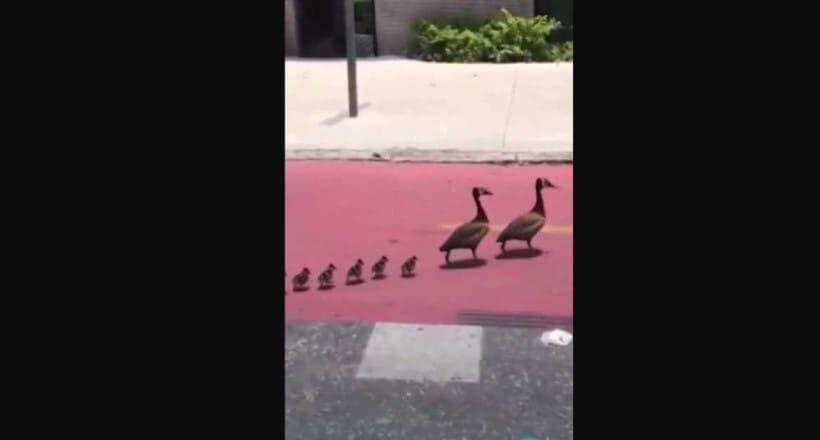 Família de patos é flagrada parando o trânsito