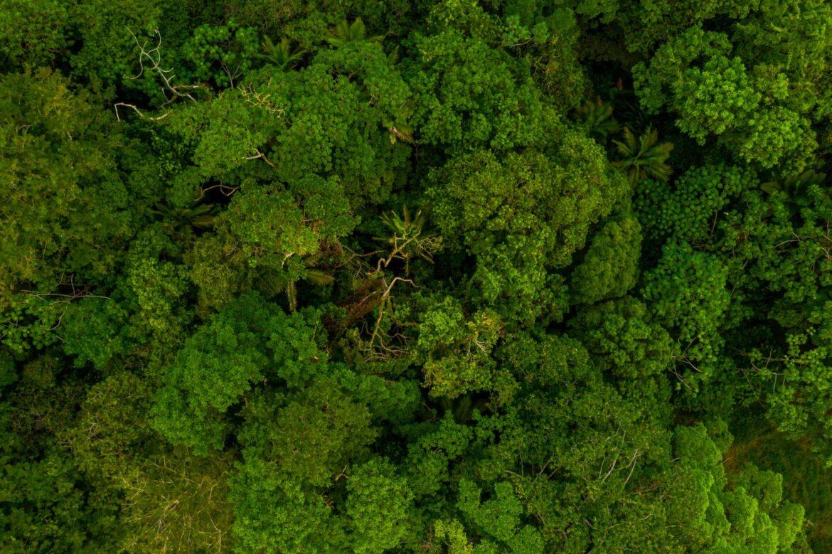 Pesquisas científicas na Amazônia ajudam empresas a explorar recursos da floresta de forma sustentável