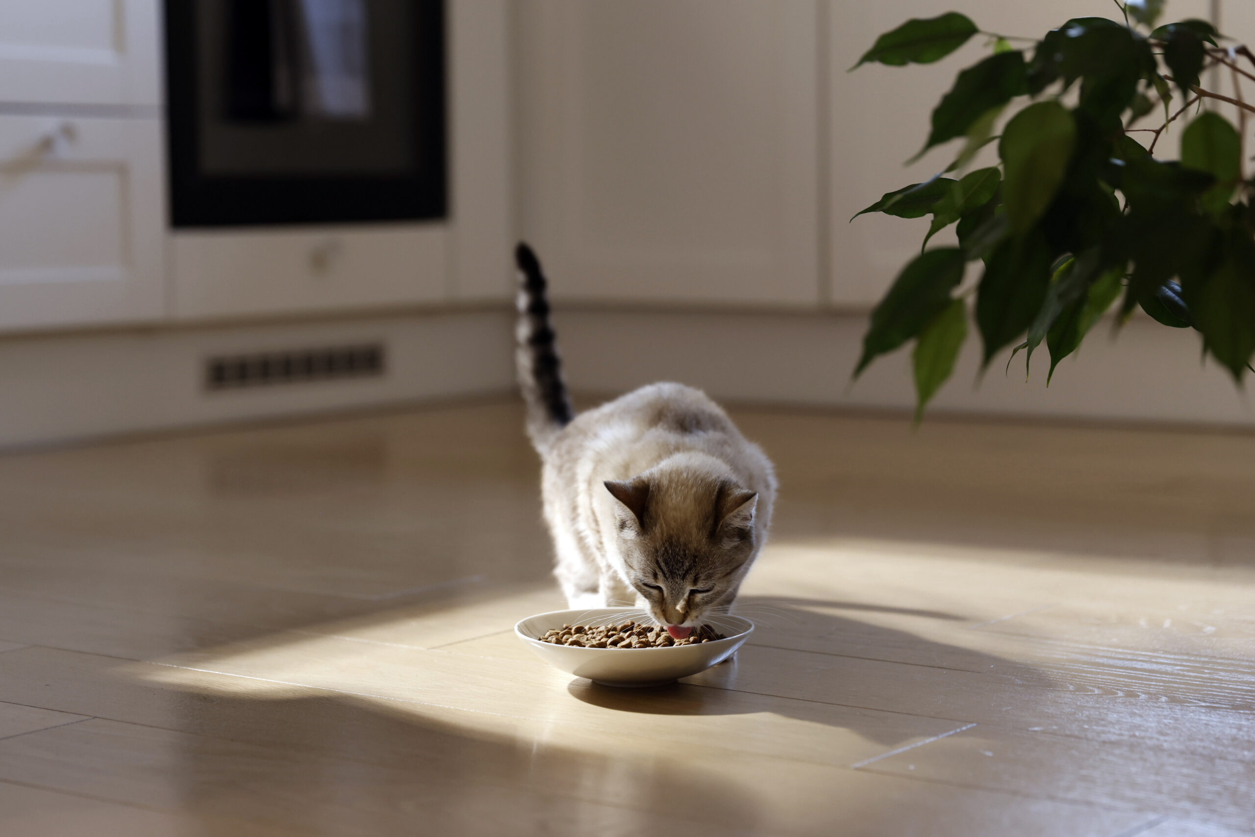 Hill's Pet destaca a importância da palatabilidade na alimentação de cães e gatos