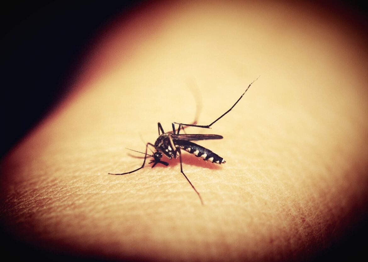 Anvisa alerta sobre repelentes adequados contra mosquito da dengue