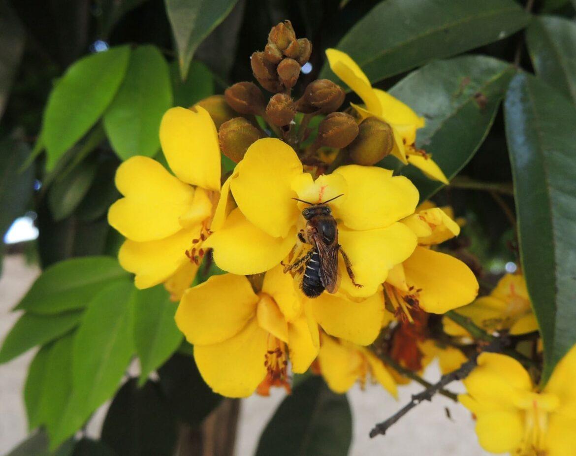 Estudo realizado no Amazonas analisa impactos das mudanças climáticas em abelhas sem ferrão