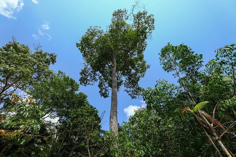 Amazonas fecha 2023 com redução de 65% nos alertas de desmatamento e 7,6% nos focos de calor