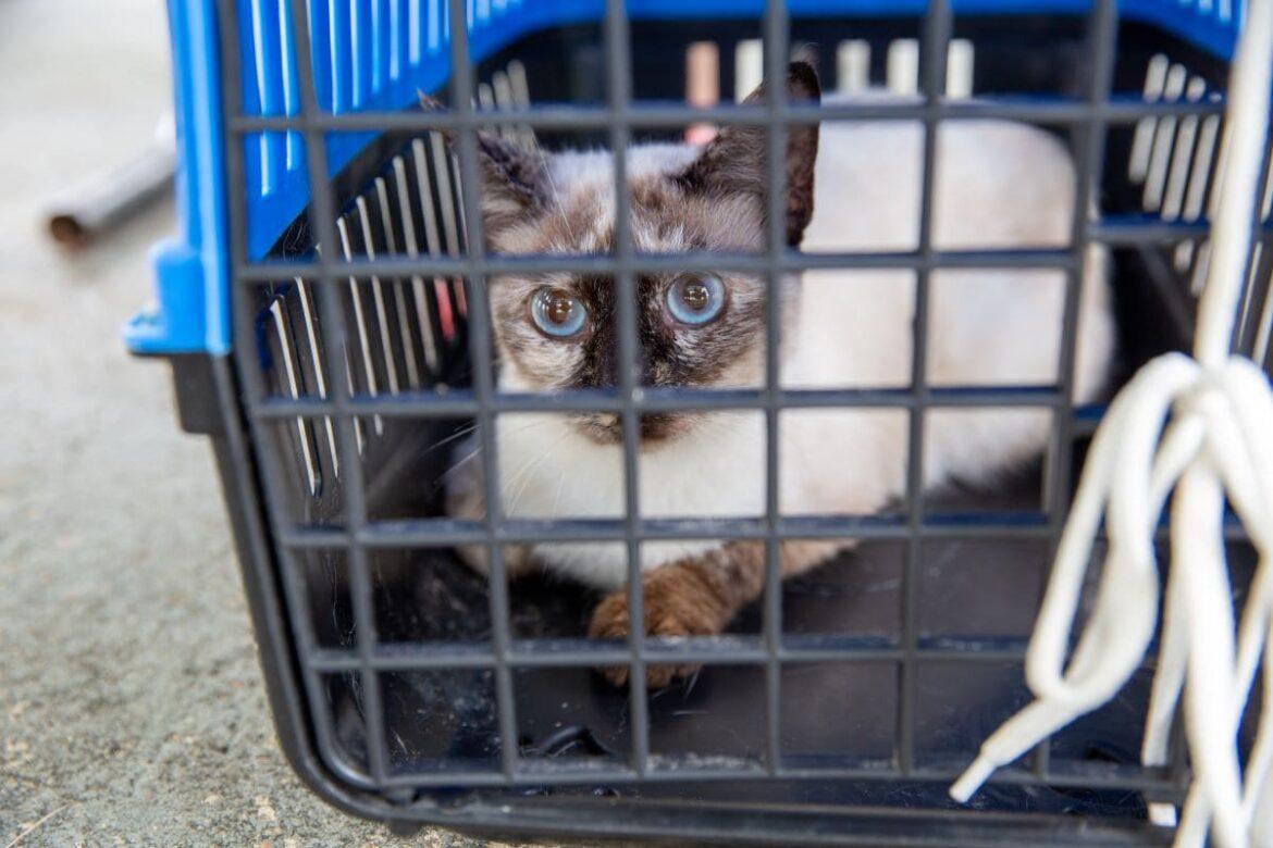 Centro de Zoonoses da prefeitura realiza agendamento para castração de gatos na zona Norte