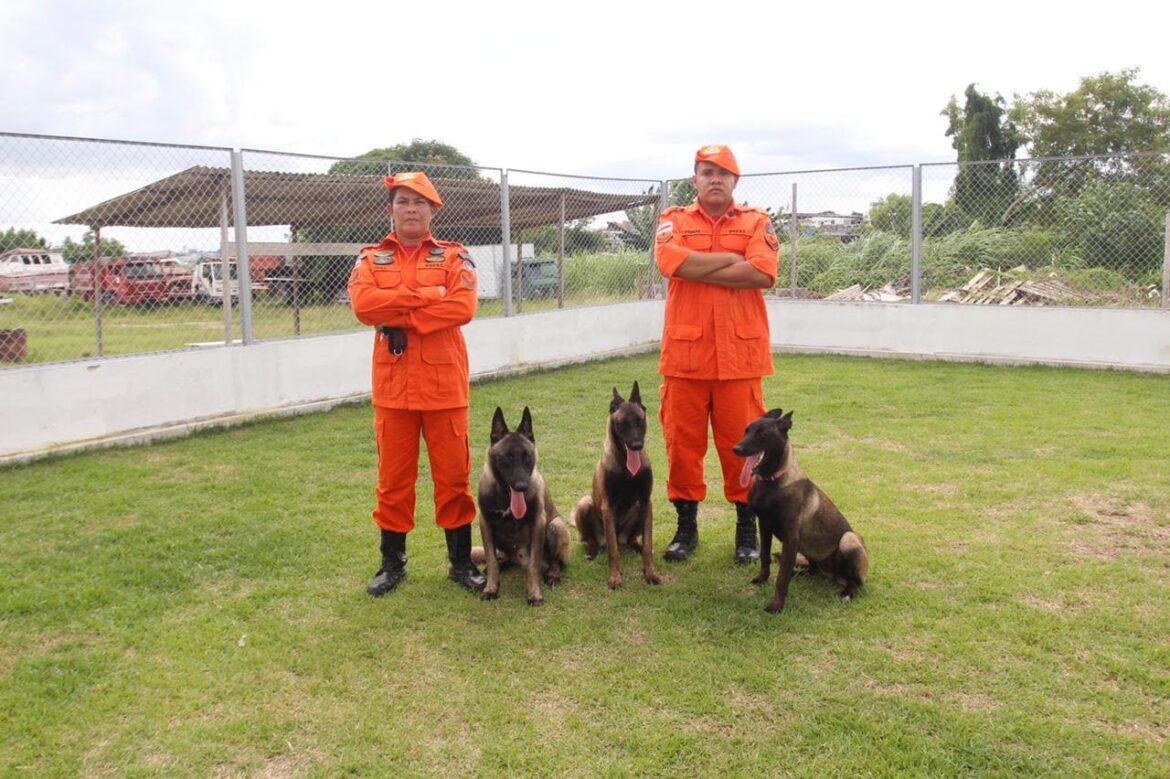 Corpo de Bombeiros treina cães para atuar em ocorrências de buscas e resgate