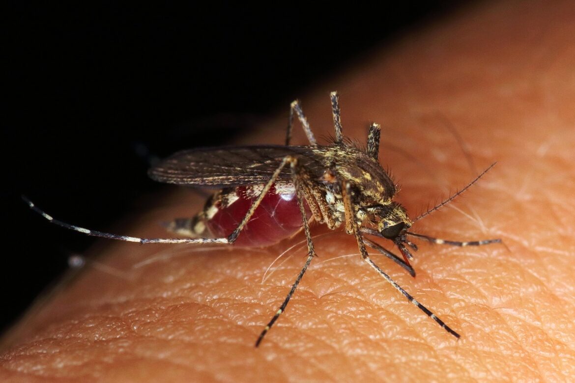 Brasil chega a 94 mortes por dengue em 2024; casos prováveis passam de 555 mil