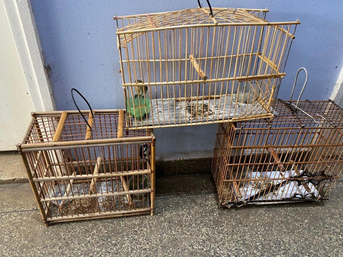 Polícias Civil e Militar prendem dupla com porções de skunk, oxi e pássaros silvestres