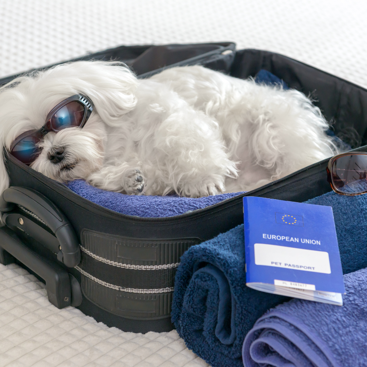 Seguro viagem para pets: nova solução conquista viajantes