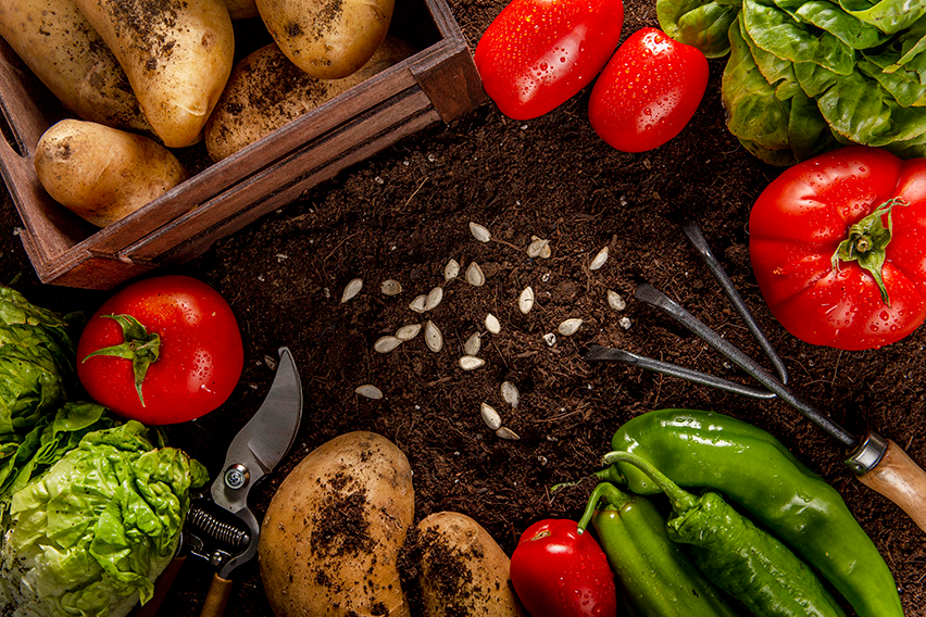 Superalimentos amazônicos retêm nutrientes da Terra Preta