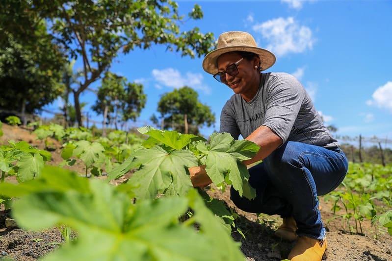 Dia do Trabalhador: No setor primário, produtora rural se destaca na agricultura  familiar | Amazônia Sem Fronteira