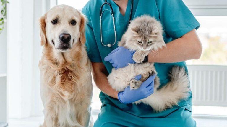 Uninorte oferece cuidados essenciais para animais de estimação