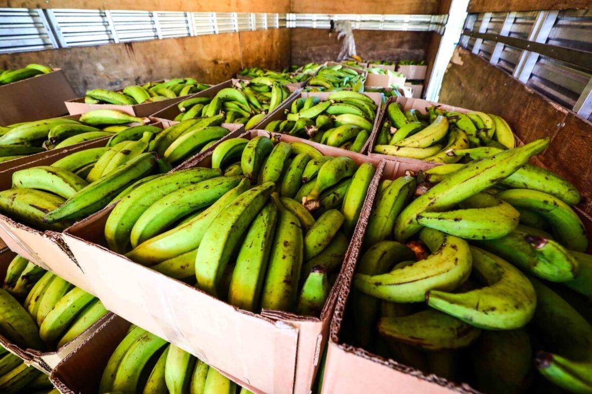 Pesquisa desenvolvida no Amazonas reduz contaminação e aumenta agentes de defesa da banana