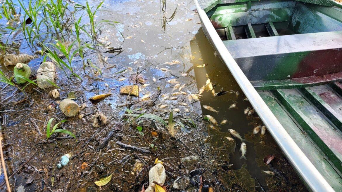 Polícias prendem três pessoas e multam empresas por poluição que matou peixes em lago de Manaus