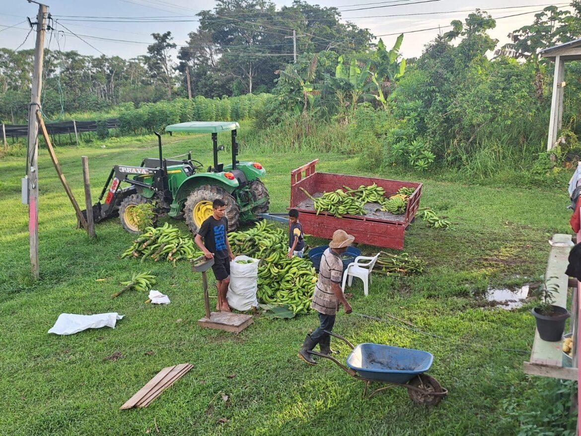 Mais de 90 toneladas de produtos regionais chegam às Escolas Estaduais do Amazonas nesta semana