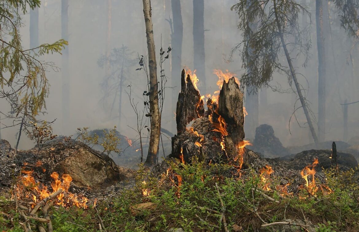 Governo destina R$ 137,6 milhões para combate a queimadas no Pantanal