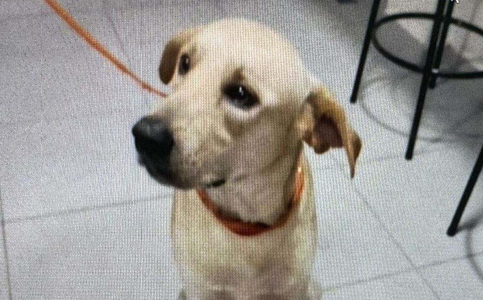 Polícia prende homem que matou cachorro a facadas no bairro Lírio do Vale