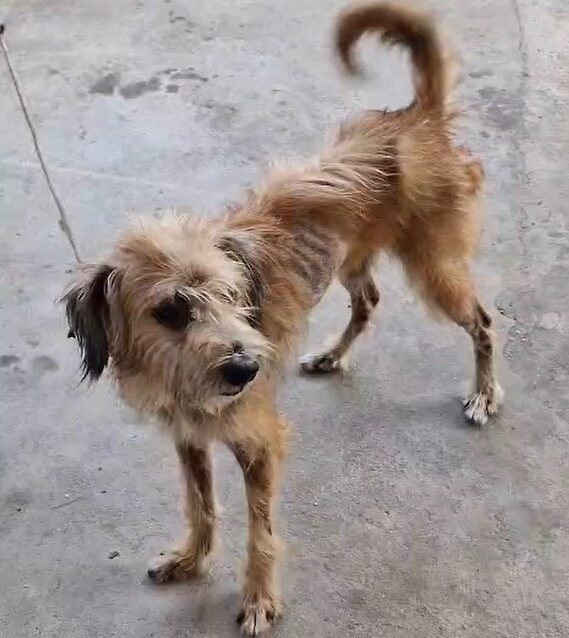 Homem é preso por maus-tratos contra cachorro no bairro Zumbi dos Palmares