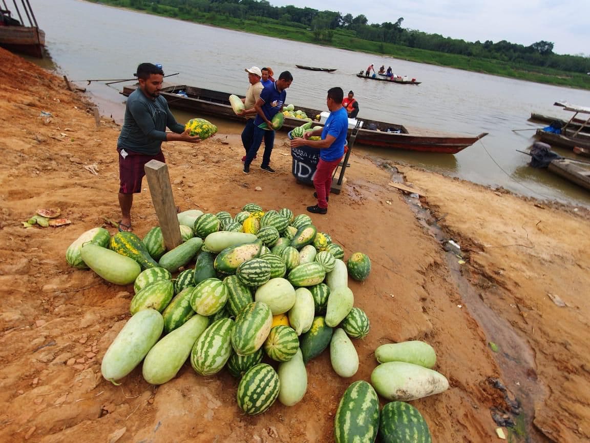 Estiagem 2024: Governo do Amazonas adquire alimentos de agricultores familiares de 56 municípios em situação de emergência