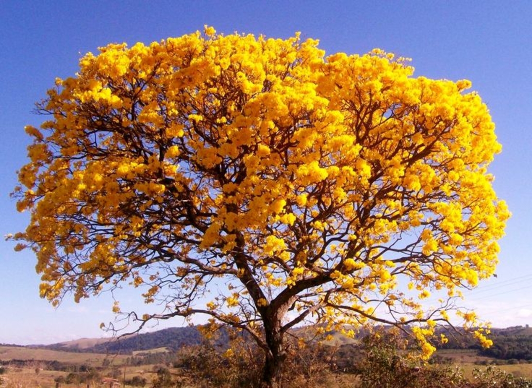 Primavera proporciona um colorido diferente na paisagem