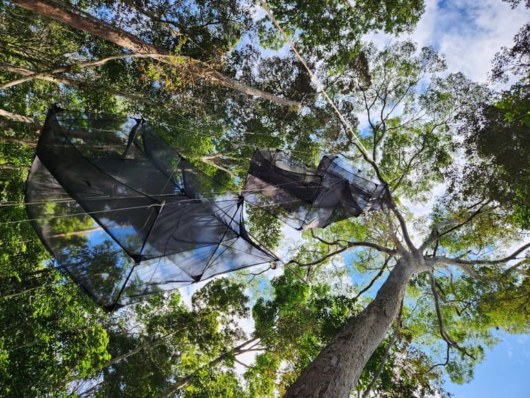 Projeto BioDossel aponta para a importância das árvores na manutenção da fauna de insetos